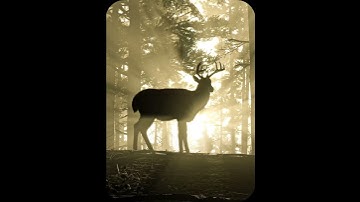 Best Game Of All Time 🌅 |#rdr2 #reddeadredemption2 #rdr #beauty  #cinematography #edit #feed