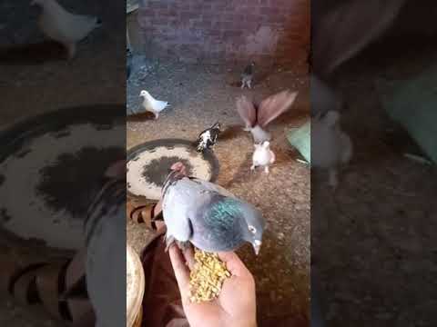 ماشاءالله حتى الطيور بتعظم قرآن ربنا