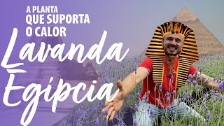 LAVANDA EGÍPCIA - a PLANTA para CLIMAS QUENTES LAVANDA EGÍPCIA - a PLANTA para CLIMAS QUENTES