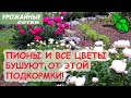 Раз в 3 года! ПИОНЫ И ВСЕ ЦВЕТЫ БУШУЮТ ОТ ЭТОЙ ПОДКОРМКИ! Самый простой и очень эффективный способ!