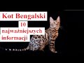 Kot BENGALSKI - 10 najważniejszych informacji