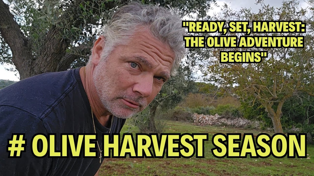 «На старт, внимание, сбор урожая: начинается оливковое приключение» Покупка винтажной одежды и пр...