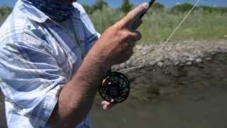 Montana Salmonfly Hatch