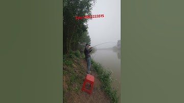 Câu cá lóc bằng lưỡi nhái đùm chống xoay. #fishing #fishinglife #caucathugian #shimano