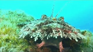 Nat Geo Wildlife | Documentary | Camouflage Predators | Of The Deep