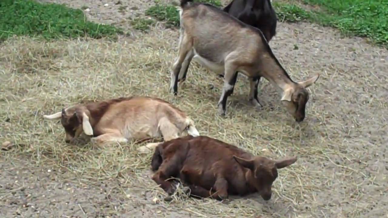 Baby Billy Goats at the Long Island Game Farm YouTube