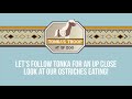 Tonka’s Troop: A Visit to Our Ostriches