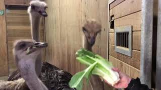 Tonka’s Troop: A Visit to Our Ostriches