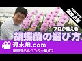 【AGRI PICK 連携企画】プロが教える胡蝶蘭の選び方 | 座間洋らんセンター