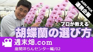【AGRI PICK 連携企画】プロが教える胡蝶蘭の選び方 | 座間洋らんセンター