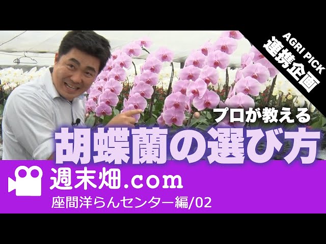 AGRI PICK 連携企画】プロが教える胡蝶蘭の選び方 | 座間洋らん