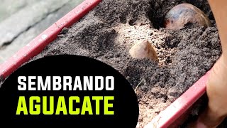 Cómo se siembra  el AGUACATE o PALTA | Tu Profe TV