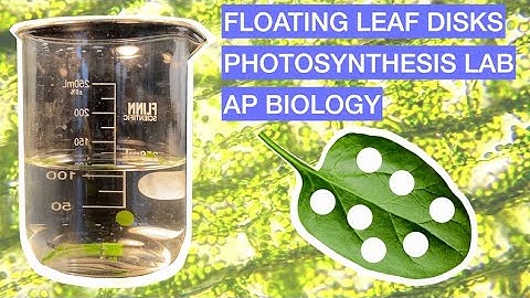 PHOTOSYNTHESIS LAB: Floating Leaf Disks: AP Biology