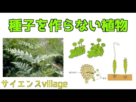 中学１年　理科『種子を作らない植物』【現役教師による授業動画】