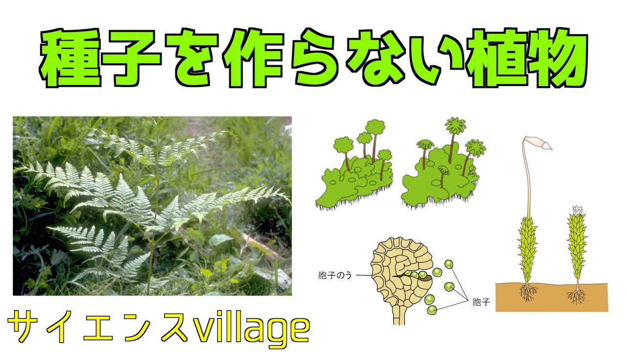 中学１年 理科 種子を作らない植物 現役教師による授業動画 Youtube