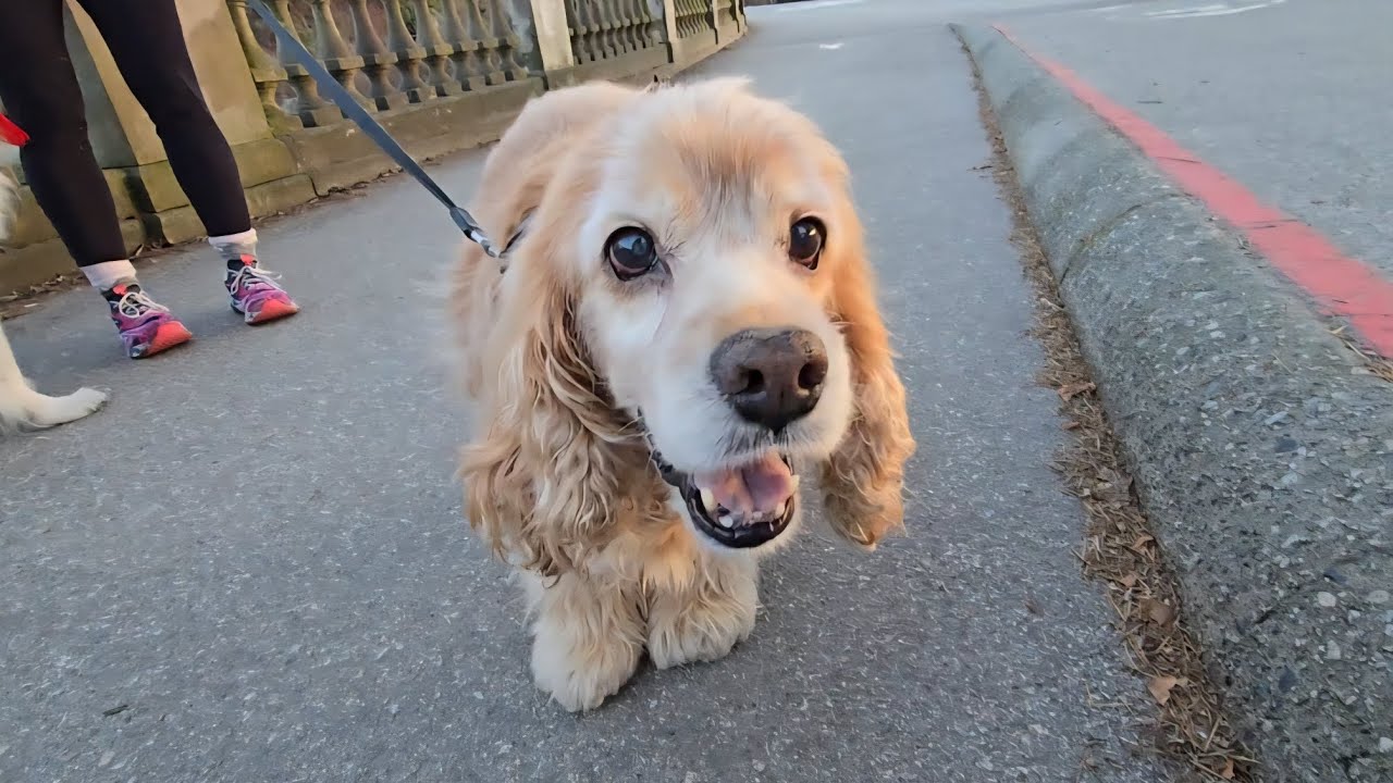 Best View of Vancouver 🇨🇦✨| Relaxing Walk in Stanley Park