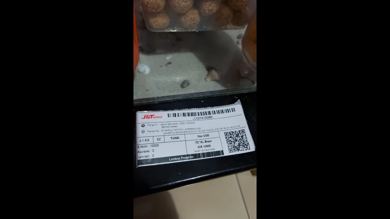 Makanan anak jangkrik baru menetas 