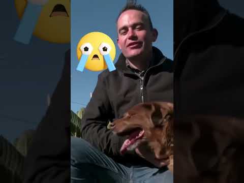 bobby dog death