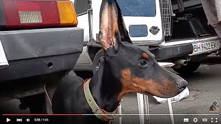 САМЫЕ ДЛИННЫЕ УШИ.Very long ears. Щенок добермана 3.5 мес.Odessa. САМЫЕ ДЛИННЫЕ УШИ.Very long ears. Щенок добермана 3.5 мес.Odessa.
