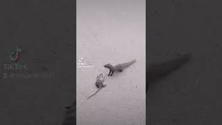 Mongoose vs Mouse Nature Animal Fight in town #funny #dinosaur #zoo