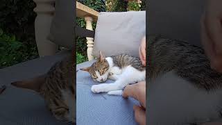 Kedi - Armas Kaplan Paradise Hotel - Tekirova