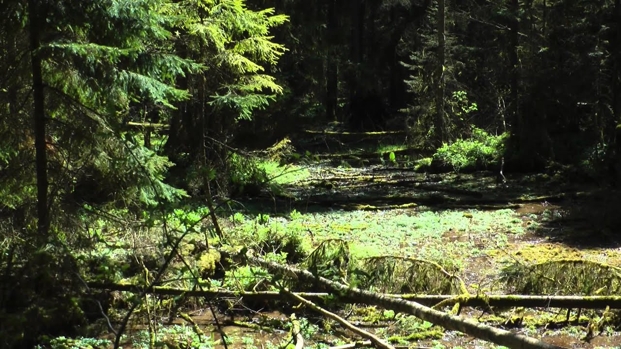 Puszcza Knyszyńska - rezerwat Krzemianka