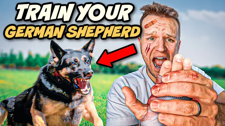 5 Tips to train an Aggressive German Shepherd