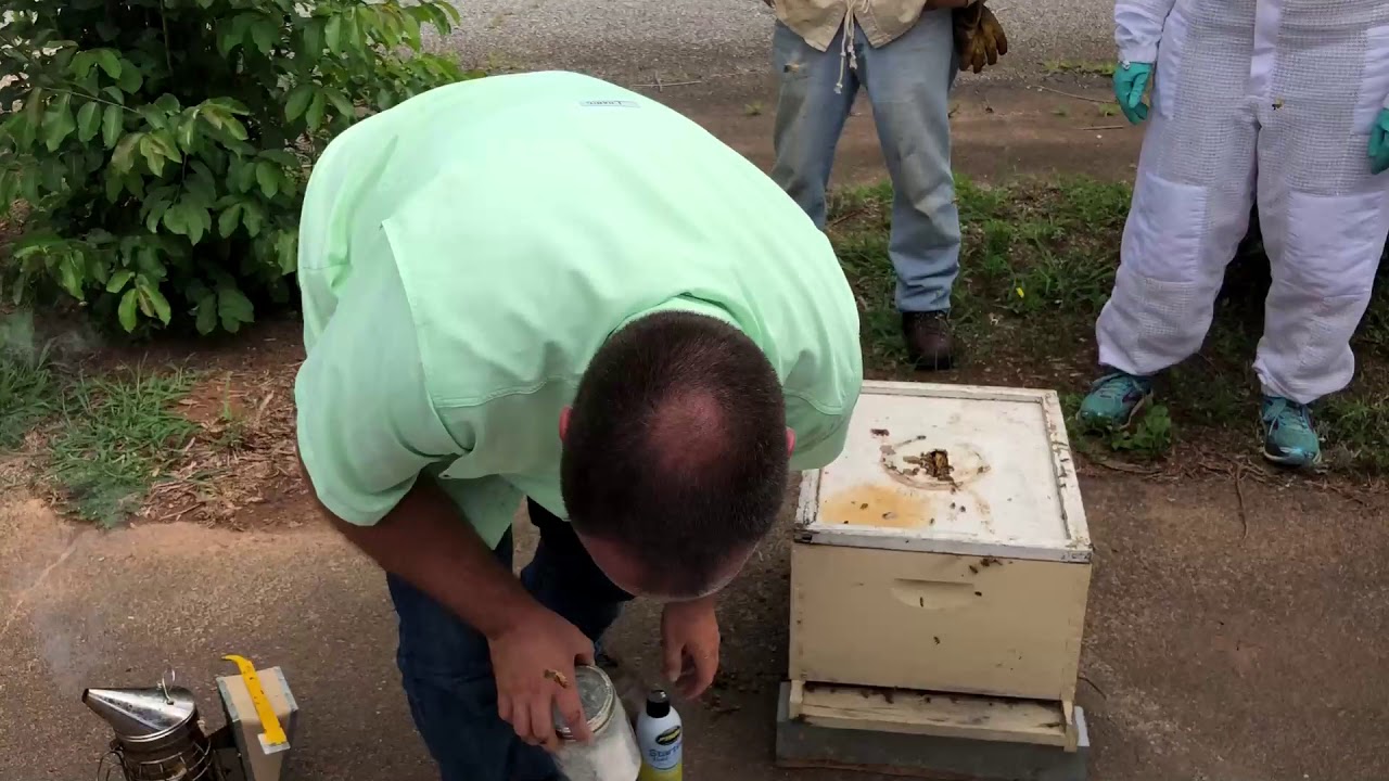 Sugar Shake Mite Test YouTube