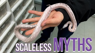SCALELESS MYTHS, TIPS & TRICKS!