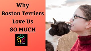 Why Boston Terriers Love Us SO MUCH & How They Show It