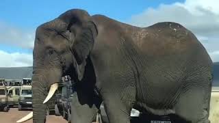 One of the oldest elephants in Tanzania at Ngorongoro crater