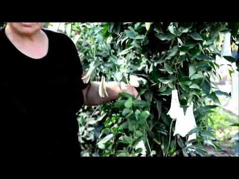 فيديو: Lapageria Rosea Plants: نصائح حول زراعة زهور الجرس التشيلية