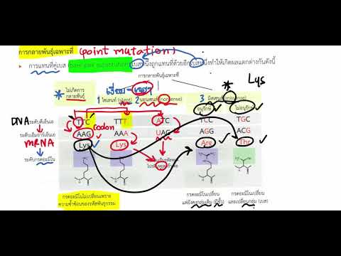 บทที่ 16 ยีนและโครโมโซม ตอนที่ 06 การกลายพันธุุ์