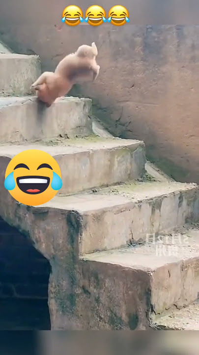 #anjing lucu jatuh dari tangga dengan berbagai macam gaya#vidioshort