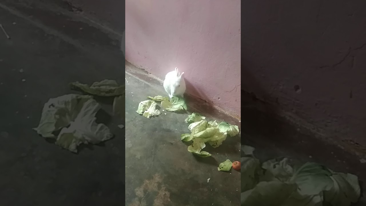 Rabbit eat food 