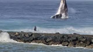 Huge Whale Breaching Near the Pier  Bandon, Oregon