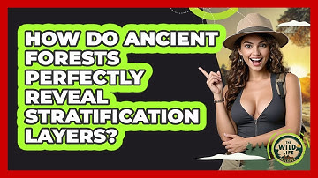 How Do Ancient Forests Perfectly Reveal Stratification Layers? - The Wild Life Explorer