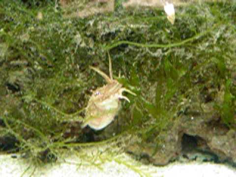 camera iphone 8 plus apk Cuttlefish stalking and grabbing food