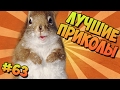 ЛУЧШИЕ ПРИКОЛЫ #63 ВЕСЁЛЫЕ БЕЛОЧКИ