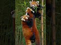 A pair of fluffy red pandas playfully tumbling in bamboo forest