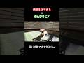 頑張るぽてまるvsのんびりピノ