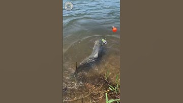 Cá mè dính câu bằng mồi gạch #cauca #fishing #caucagiaitri #câucávàkhámphá