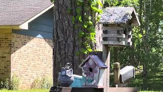 A little bird 🦜 watching. #bird #birdwatching #birds