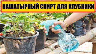 ОБРАБОТКА КЛУБНИКИ НАШАТЫРНЫМ СПИРТОМ ВЕСНОЙ || #НАШАТЫРНЫМ #КЛУБНИКА #СПИРТ #ОБРАБОТКА #ВЕСНА