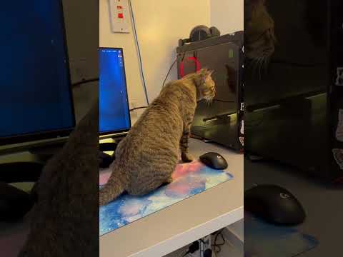 تطبيق بيت ماركت يوصلون طلبكم مهما كانت قيمته بدون رسوم توصيل اعلان   هتضحك قطط