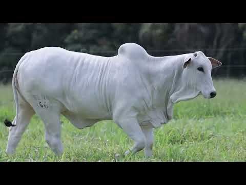 LOTE 18  -  JEITOSA SINO