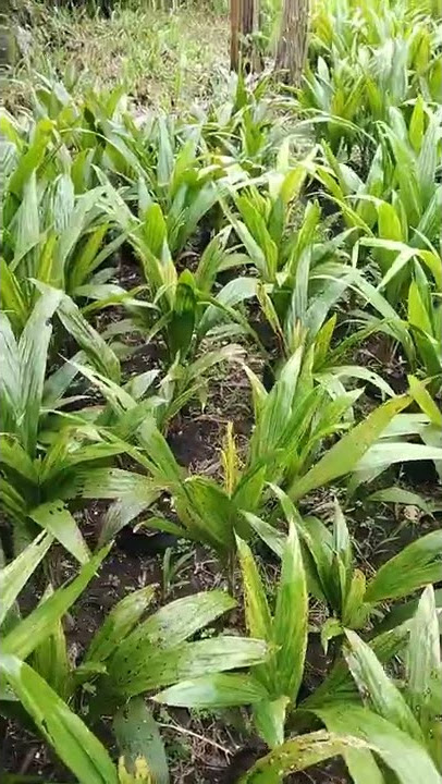 Gejala Penyakit karat daun pada bibit sawit dan pengendalian nya!#Shorts