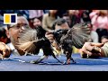 Hindu tradition or cruelty?: Songbird fights return