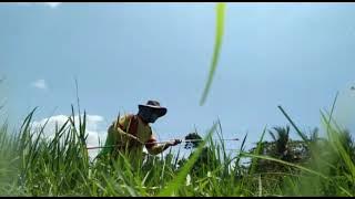 Story WA Nyemprot Rumput di Sawah
