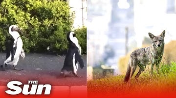 Wild animals take over lockdown cities around the world